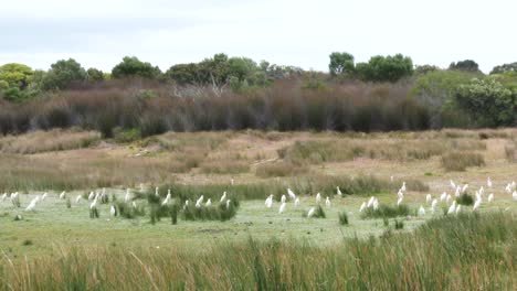 A-large-flock-of-cattle-egrets-take-off-from-a-grass-patch-in-Africa-in-the-bush