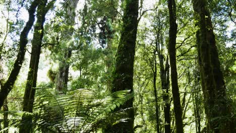 Schöne-Schwenkaufnahme-Des-Whirinaki-Te-Pua-a-tāne-Naturschutzparks-In-Neuseeland---Friedliche-Stille-Mit-Grünen-Pflanzen-Und-Farn