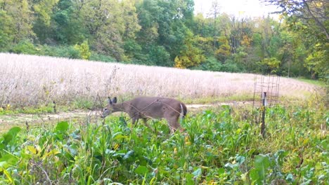 Whitetail-Deer-walking-thru-a-food-plot-near-a-soybean-field-in-early-autumn-in-rural-Illinois