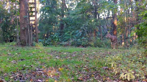 Young-buck-Whitetail-Deer-cautiously-looking-around-and-walking-in-a-clearing-in-the-woods,-under-deer-stand-in-early-fall-in-Illinois