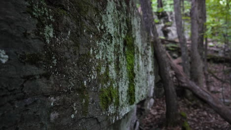 Rock-stone-wall-in-the-middle-of-the-forest-background-with-nobody