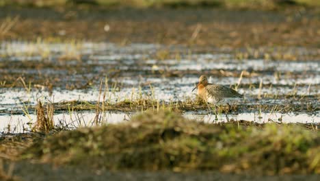 Black-tailed-godwit-close-up-in-spring-migration-wetlands-feeding-in-morning-light