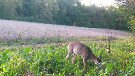 Whitetail-Deer-munching-on-radishes-from-a-food-plot-near-a-soybean-field-in-early-autumn-in-rural-Illinois