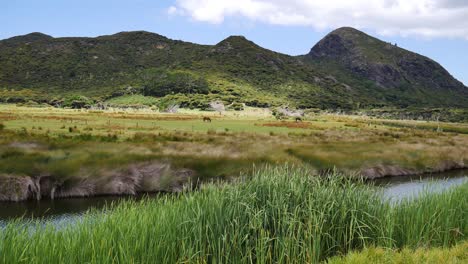 Panorama-shot-of-beautiful-greened-mountains-with-grazing-horses-on-meadow-during-sunny-day---North-Island,-Spirits-Bay-on-New-Zealand