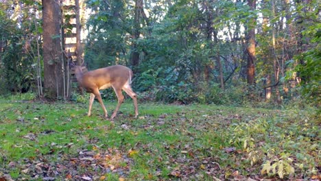 Young-buck-Whitetail-Deer-slowly-walking-across-a-clearing-in-the-woods-under-a-deer-stand-in-early-autumn-in-central-Illinois