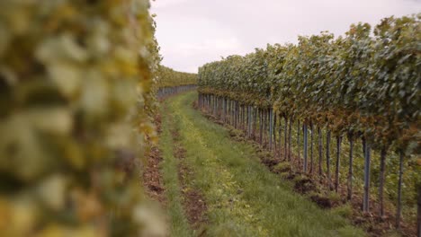 Slow-reveal-of-vineyard-rows-on-wine-farm
