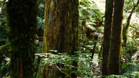 Im-Whirinaki-Te-Pua-a-tāne-Conservation-Park-Wachsen-Hoch-Aufragende-Immergrüne-Bäume-Einer-Art-Namens-Podocarps-Und-Gefiederte-Baumfarne