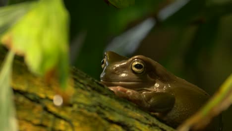 Beautiful-footage-of-an-Australian-green-tree-frog-