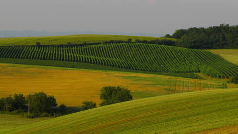 Hilly-landscape-with-vineyards-during-a-sunny-day-field-of-meadows-and-power-poles