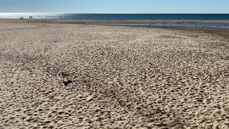 Hundespaziergang-Am-Strand-Sehr-Glücklich-Und-Verliebt