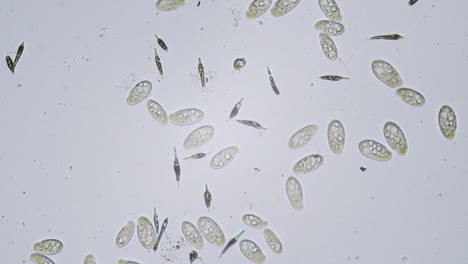 Protozoen-Einzellige-Organismen-Im-Hellfeld-Des-Mikroskops