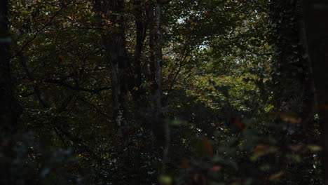 Blätter,-Die-Im-Herbst-In-Geheimnisvollen-Wäldern-Vom-Wind-Verweht-Werden