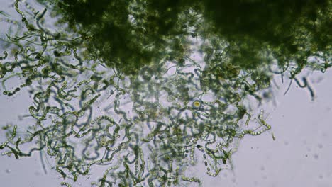 Células-De-Algas-Verdes-En-El-Campo-Brillante-Del-Microscopio