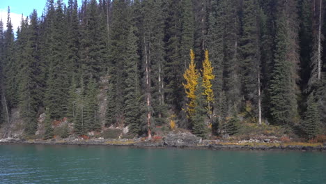 Scenic-Coastline-of-Maligne-Lake,-Jasper-National-Park,-Alberta,-Canada