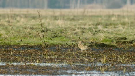 Eurasian-whimbrel-feeding-in-wetlands-during-spring-migration