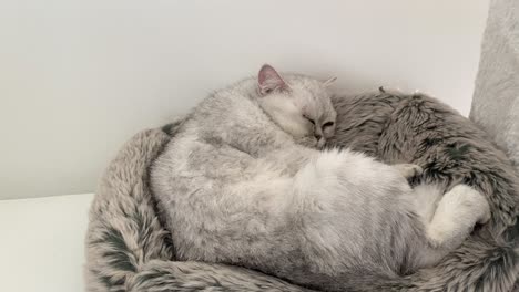 Chinchilla-Persian-Domestic-Cat-cat-sleeping-in-your-home