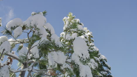 Pine-Tree-Branches-Covered-With-Snow-During-Winter-On-A-Clear-Day