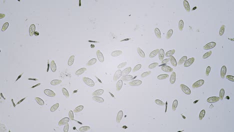 Protozoa-single-cell-organisms-in-microscope-bright-field