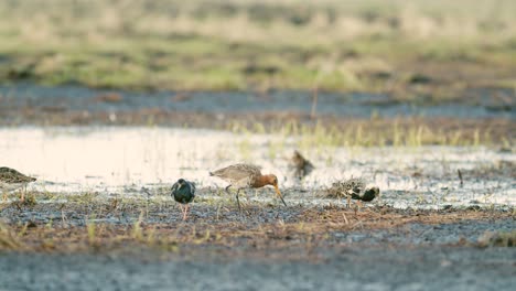 A-flock-of-ruffs-and-black-tailed-godwit-feeding-and-resting-during-spring-migration-in-wetlands