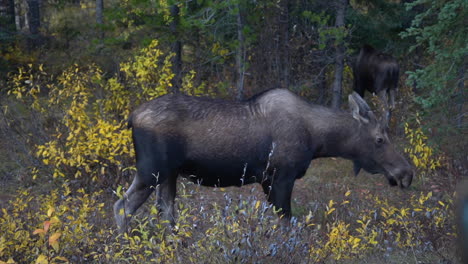 Female-Moose-in-Wilderness-of-Jasper-National-Park,-Alberta-Canada