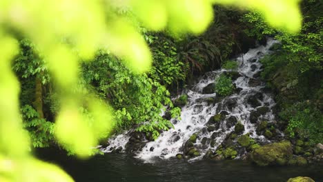Bright-Green-Foliage-With-Rocky-Stream-In-The-Background