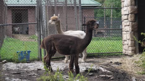 Schwarze-Und-Weiße-Lamas,-Die-In-Einem-Käfig-In-Gefangenschaft-Eingesperrt-Sind-Und-Gras-Essen