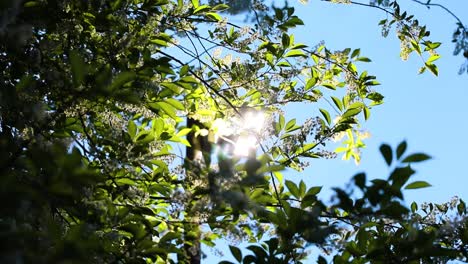 Blendendes-Sonnenlicht,-Das-Durch-Die-Blätter-Der-Pflanze-Mit-Blauem-Himmel-Im-Hintergrund-Dringt
