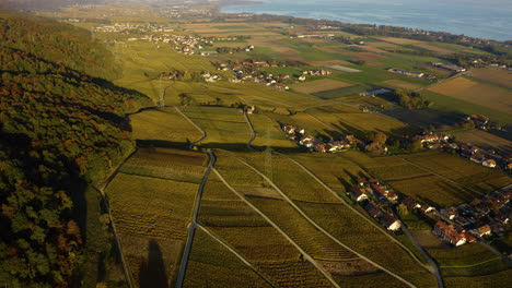 Vista-Aérea-De-Los-Viñedos-De-La-Cote-Cerca-Del-Pueblo-Benigno-Con-Vistas-Al-Lago-De-Ginebra-En-Vaud,-Suiza