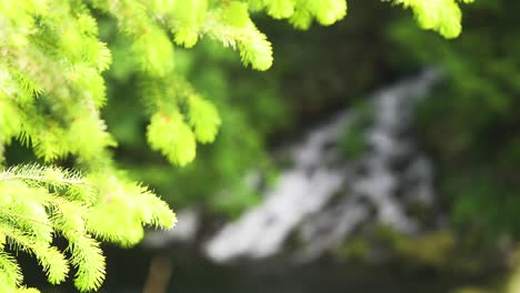 Bokeh-Foliage-With-Rocky-River-Mountain-Near-Countryside-Forest