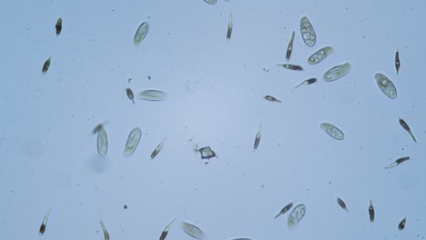 Protozoos-Organismos-Unicelulares-En-Microscopio-Campo-Claro