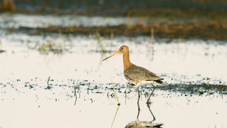 Black-tailed-godwit-close-up-in-spring-migration-wetlands-feeding-in-morning-light