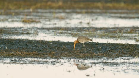 Black-tailed-godwit-close-up-in-spring-migration-wetlands-feeding-in-morning-light