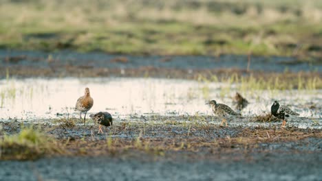 A-flock-of-ruffs-and-black-tailed-godwit-feeding-and-resting-during-spring-migration-in-wetlands