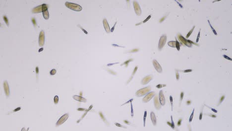 Protozoen-Einzellige-Organismen-Im-Hellfeld-Des-Mikroskops