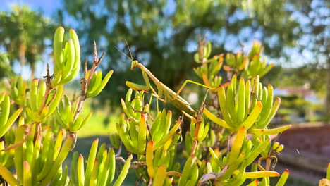 A-green-praying-mantis-crawls-silently-trembling-over-a-plant