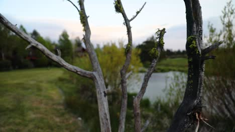 Dried-Branches-Of-Dead-Plant-In-Bokeh-Nature-Background