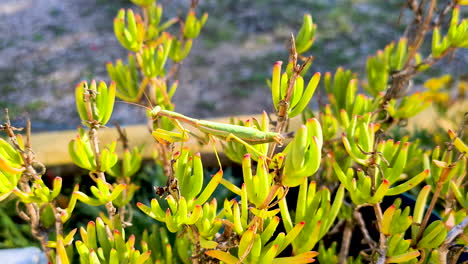 A-praying-mantis-climbs-silently-trembling-over-a-plant
