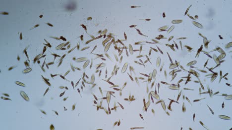 Protozoa-single-cell-organisms-in-microscope-bright-field