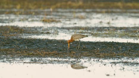 Black-tailed-godwit-close-up-in-spring-migration-wetlands-feeding-in-morning-light