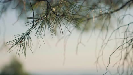 Pine-tree-branch-during-sunset-with-blurred-background