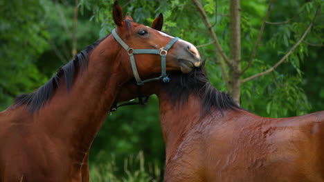 A-duo-of-brown-horses-with-their-heads-together-are-looking-at-each-other