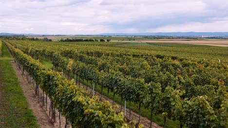 Stunning-vineyard-landscape-in-the-Austrian-countryside,-wine-farm,-aerial