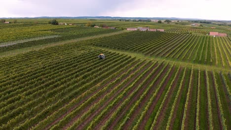 Long-drone-shot-of-mechanical-grape-harvester-harvesting-grapes-in-vineyard