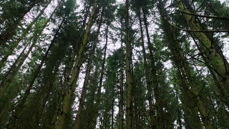 Hermosos-árboles-Altos-Del-Bosque-Houffalize-En-Bélgica-Balanceándose-En-El-Viento