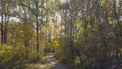 Forest-woods-pathway-in-the-autumn-season
