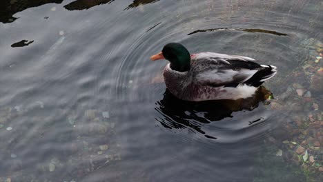 Beautiful-duck-calmly-swimming-on-the-surface-of-a-natural-lake