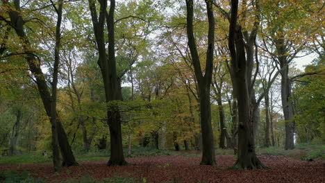 Ein-Reifer-Englischer-Wald,-Der-Seine-Herbstfarben-Zeigt,-Worcestershire,-Großbritannien