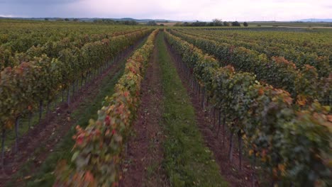 Epic-drone-flight-over-vineyard-rows-on-stunning-Austrian-wine-farm