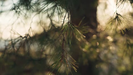 Focus-on-pine-tree-branch-with-blurred-background