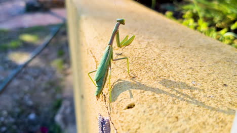 An-egg-laying-green-mantis-on-a-garden-wall-walks-away-after-spinning-her-egg-case-she-goes-on-the-hunt-again